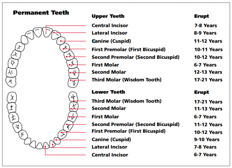 Название зубов у человека схема. Названия зубов по английски. Название зубов на немецком языке. Teeth названия на английском.